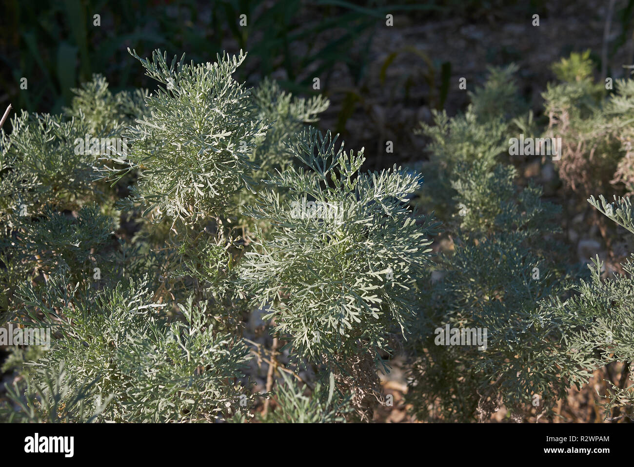 Artemisia arborescens piante in Sicilia Foto Stock