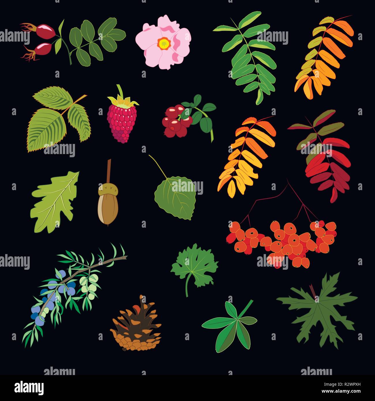 Set di foglie e barries, illustrazione vettoriale Illustrazione Vettoriale