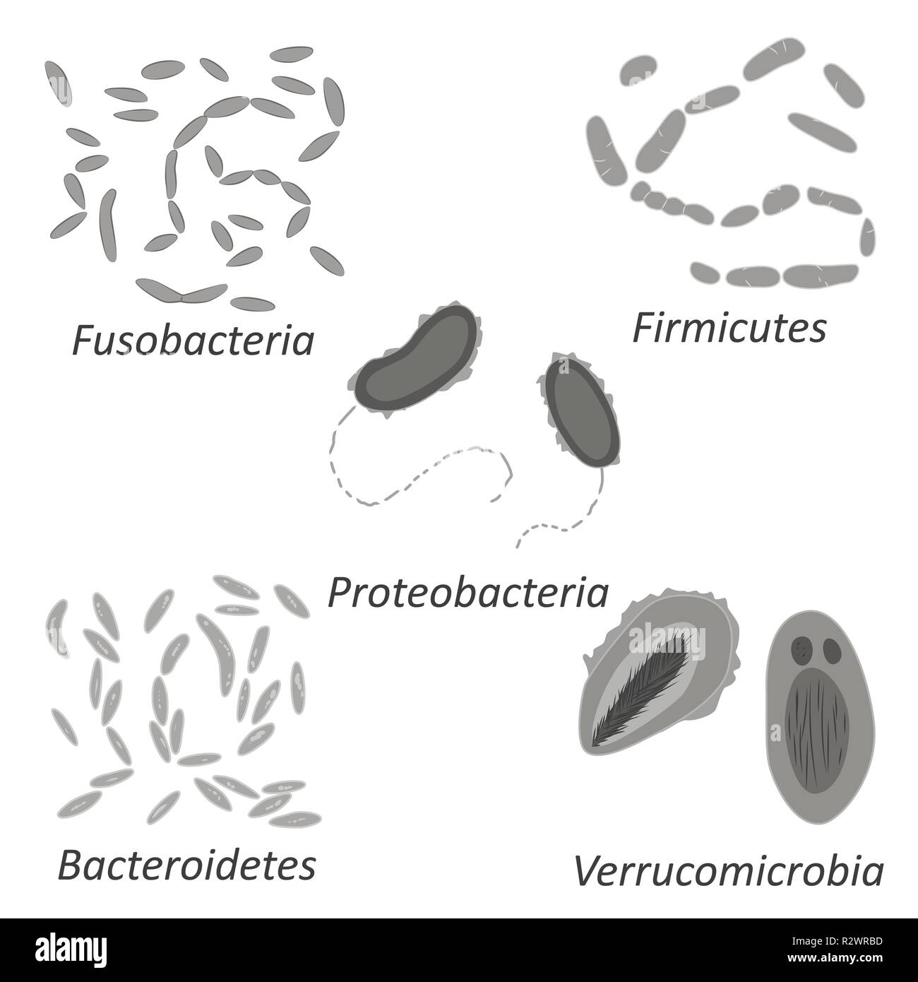 Set di diversi tipi di batteri di umana microbiome, in bianco e nero illustrazione vettoriale Illustrazione Vettoriale