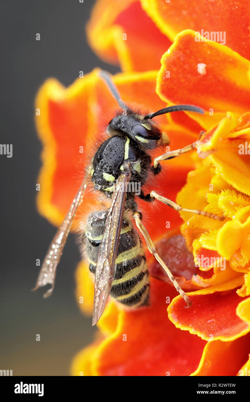 Comune di giallo giacca o unione wasp, Vespula vulgaris Foto Stock