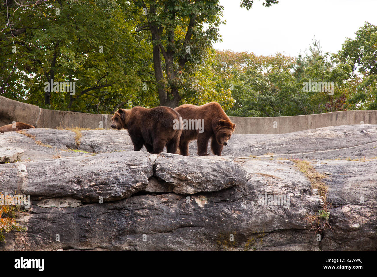 Grizzly Bears At Bronx Zoo, New York , Stati Uniti D'America. Foto Stock