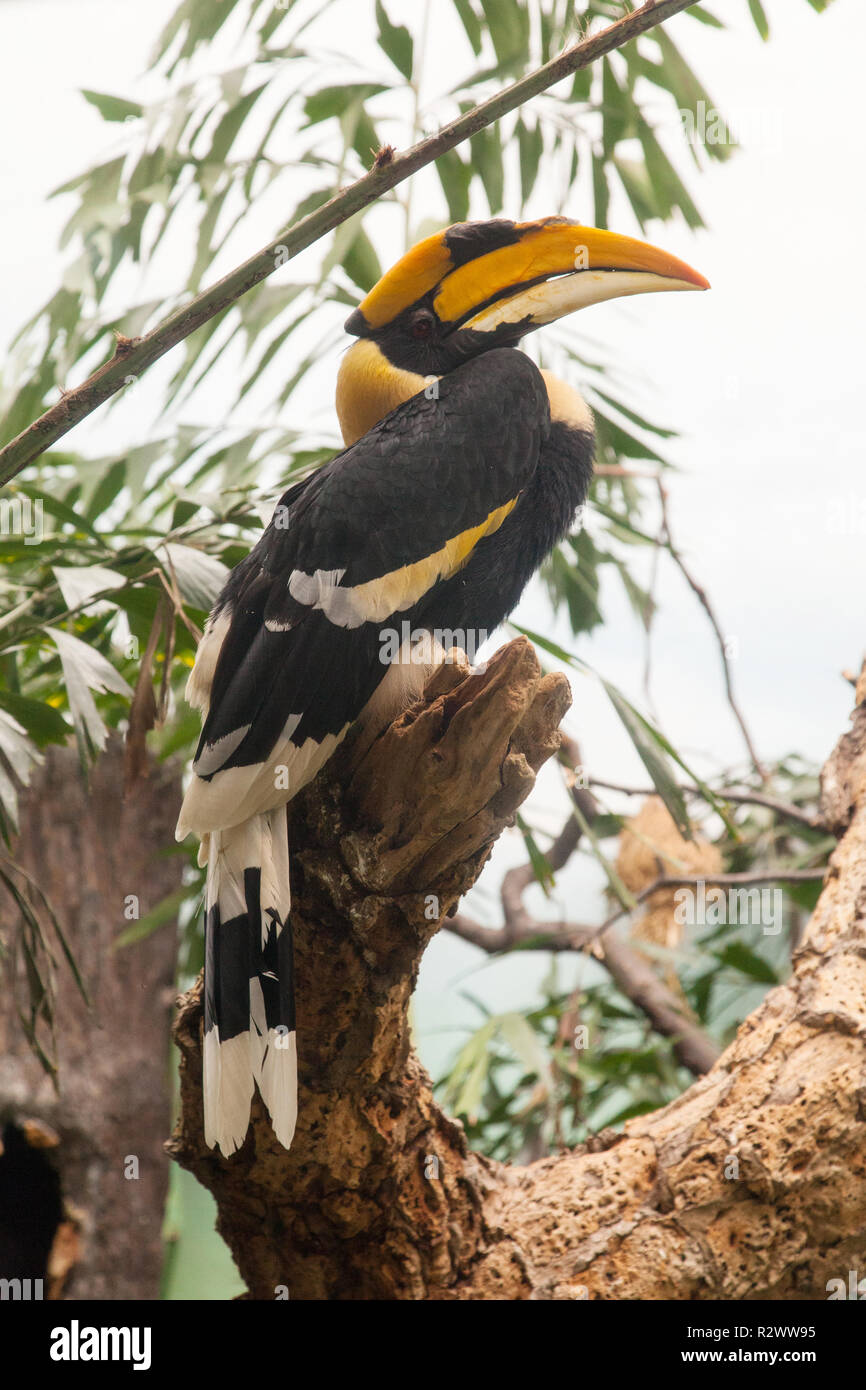Great Hornbill -Buceros Bicornis, Bronx Zoo, New York, Stati Uniti D'America. Foto Stock