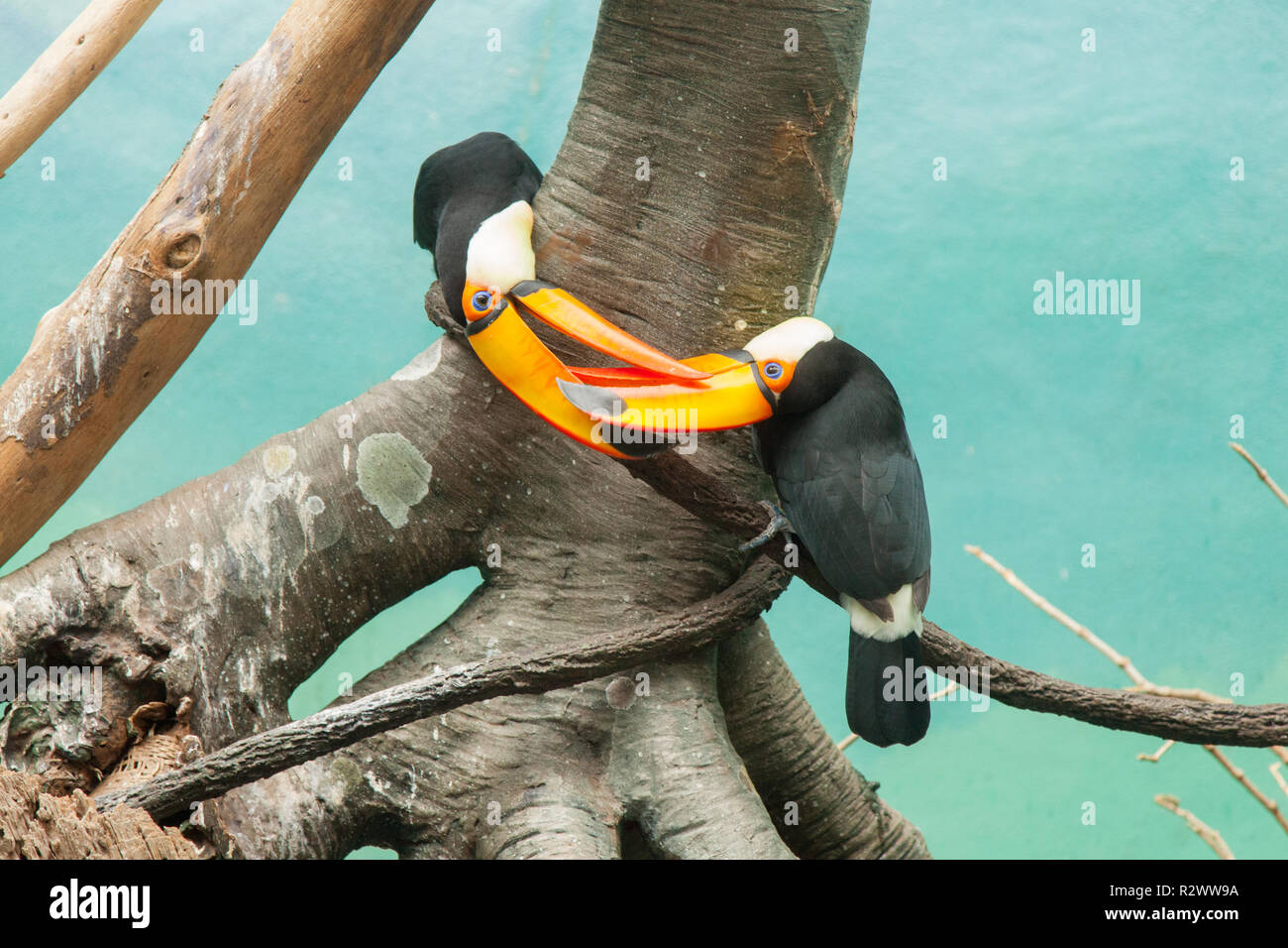 Trasduttore Toco Toucan ( Ramphastos Toco) Bronx Zoo di New York, Stati Uniti d'America. Foto Stock