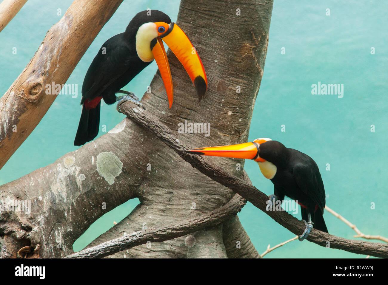 Trasduttore Toco Toucan ( Ramphastos Toco) Bronx Zoo di New York, Stati Uniti d'America. Foto Stock