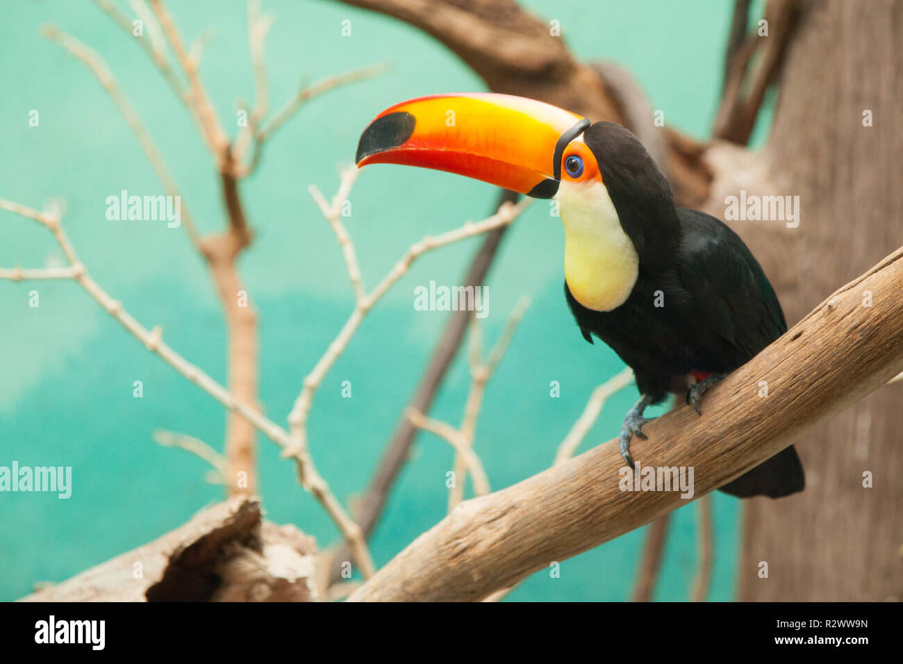 Trasduttore Toco Toucan ( Ramphastos Toco) Bronx Zoo di New York, Stati Uniti d'America. Foto Stock