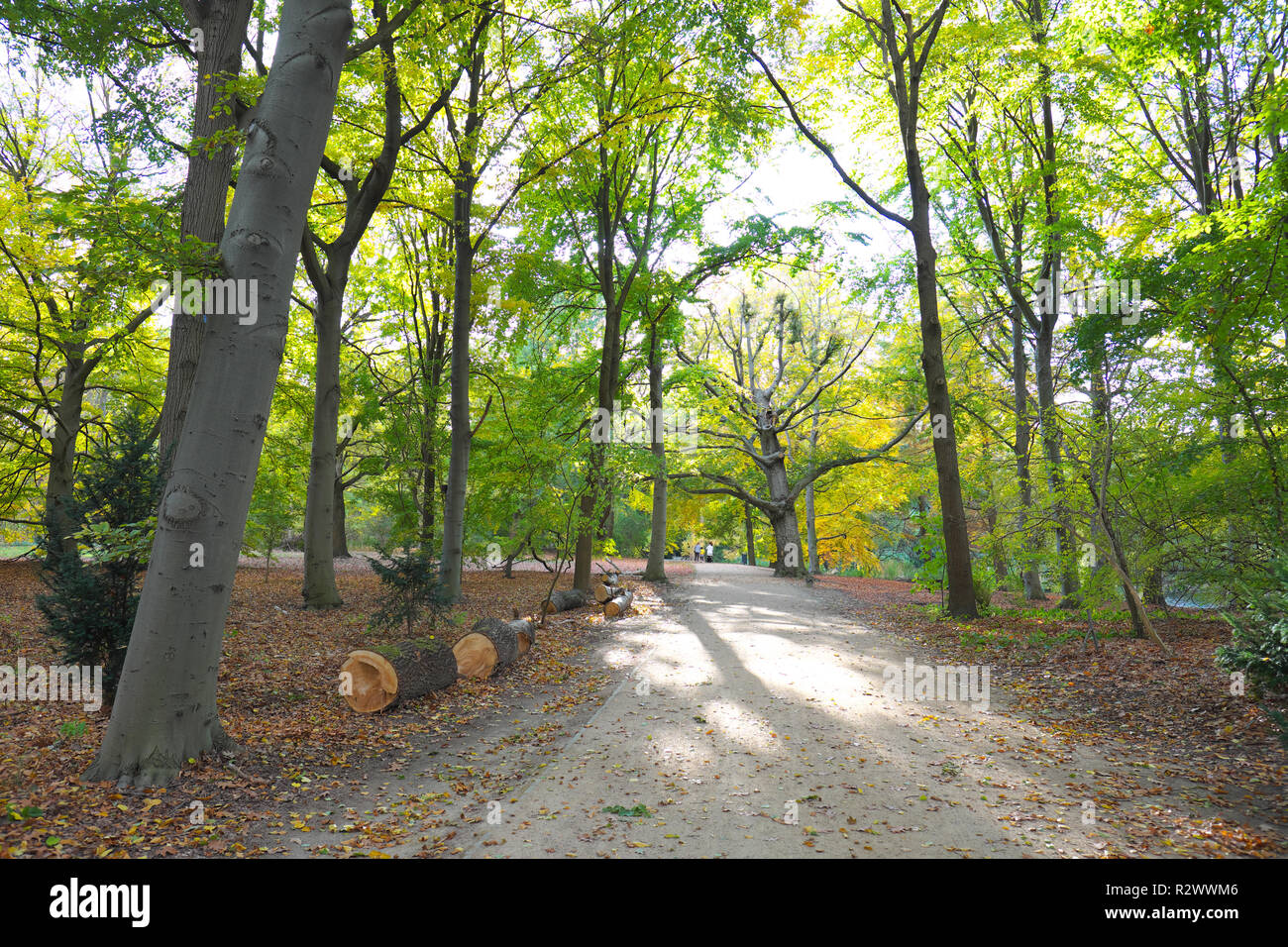 Berlino Germania - il vasto parco Tiergarten in autunno in ottobre 2018 Foto Stock