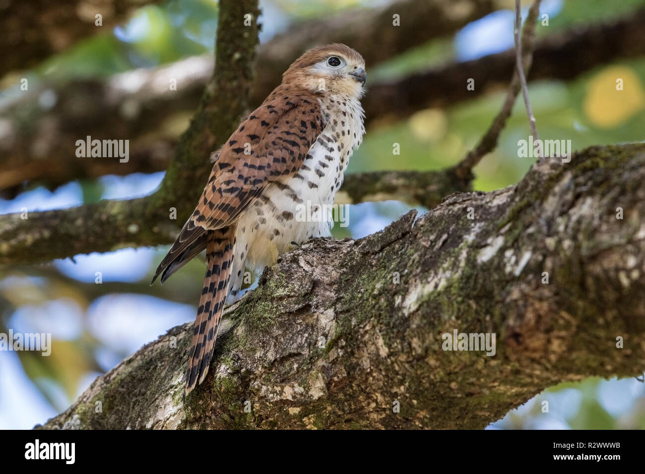 Maurizio Gheppio Falco punctatus appollaiato sul ramo di albero, Maurizio Foto Stock