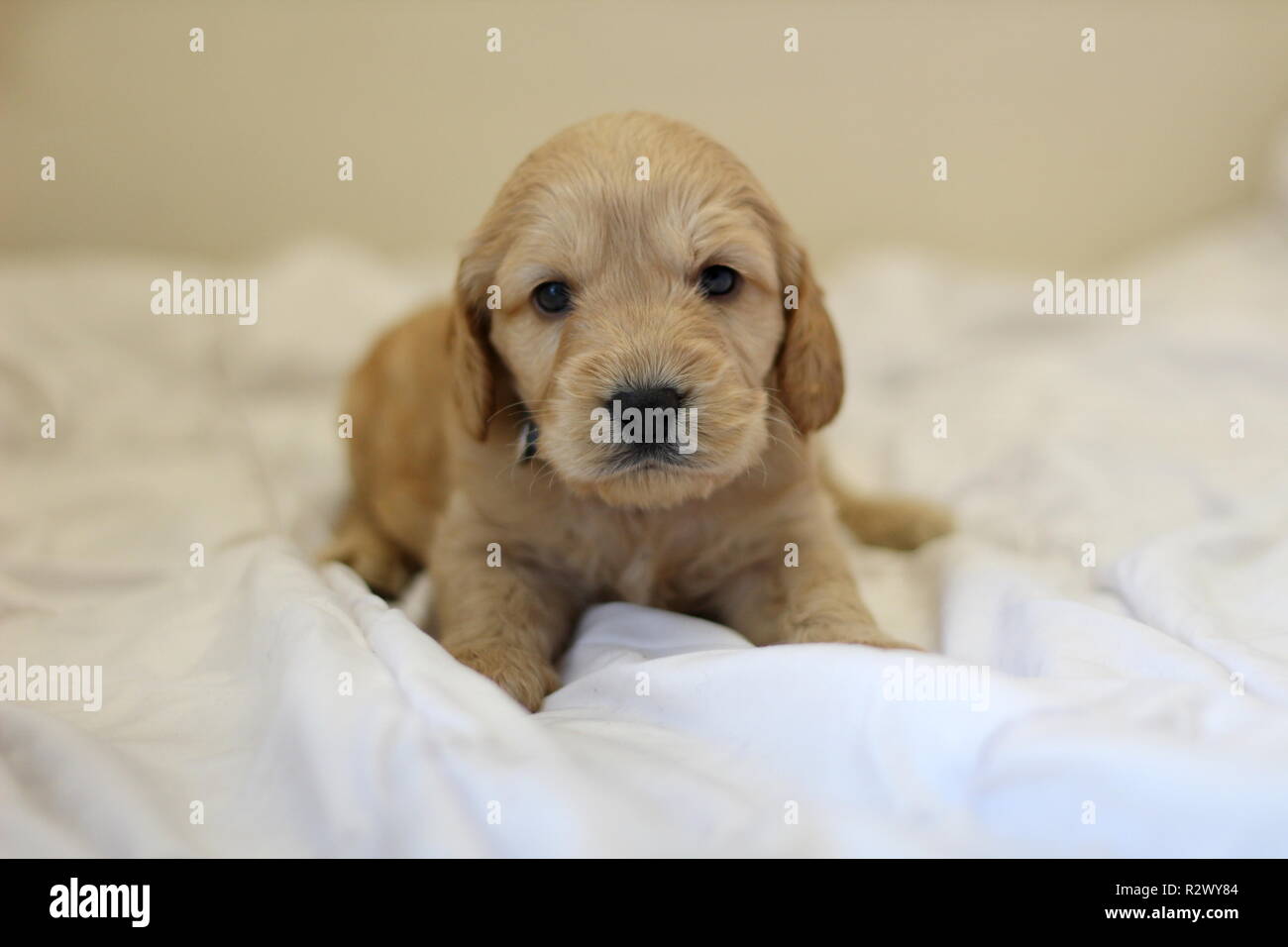 Cockapoo cucciolo Foto Stock