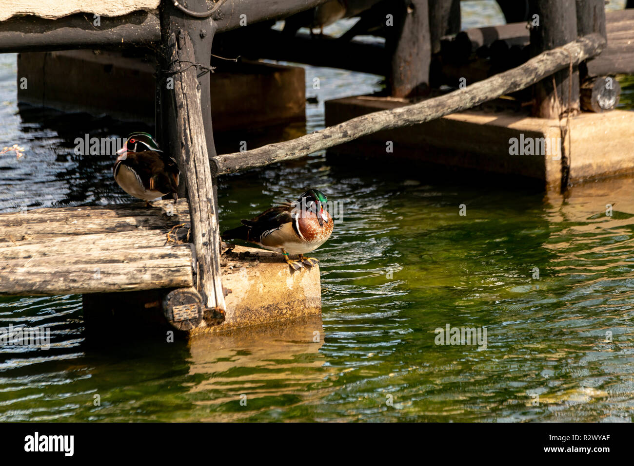 Carolina Duck, Dundee, Capo orientale, Sud Africa Foto Stock