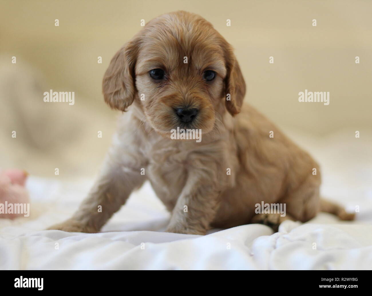 Cockapoo cucciolo Foto Stock