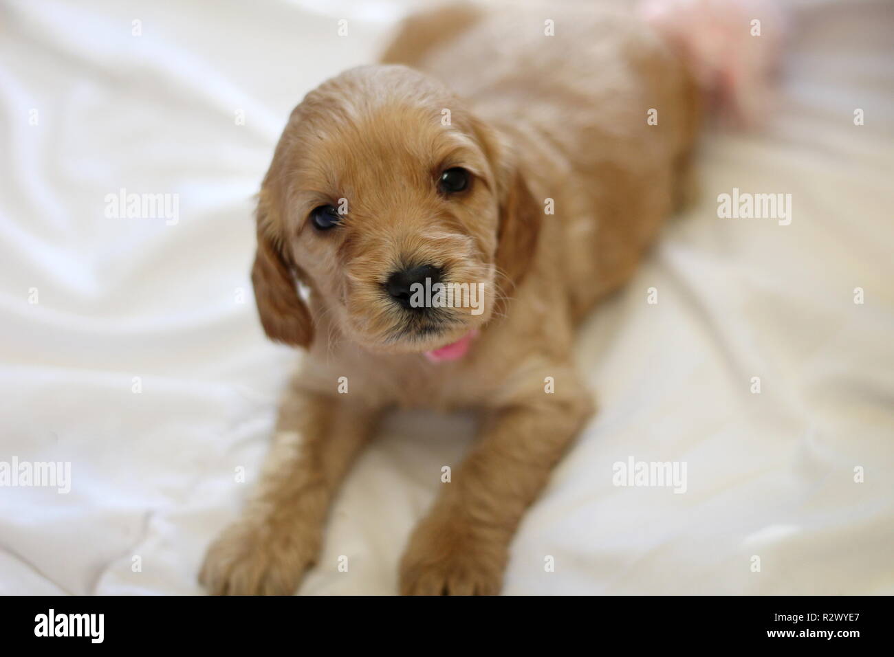 Cockapoo cucciolo Foto Stock