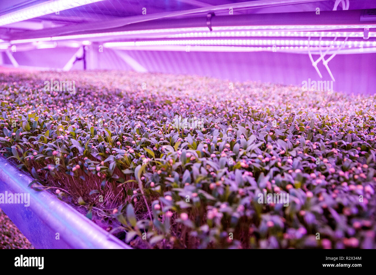 Il coriandolo (il coriandolo) micro verdi crescente utilizzando colture idroponiche in un vecchio WW2 bomb shelter in crescendo la metropolitana di Londra. Foto Stock