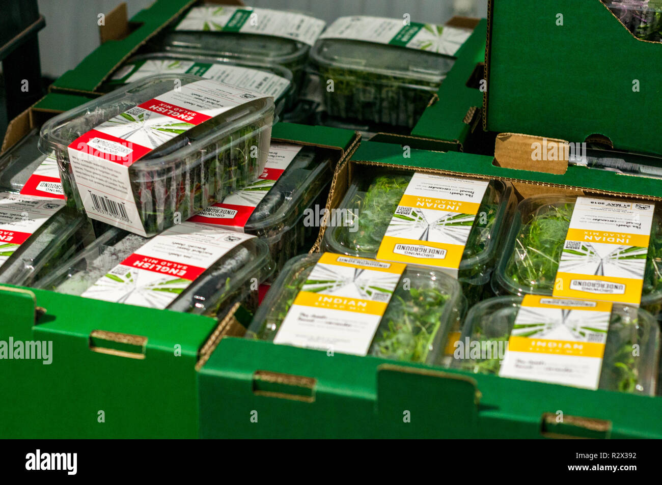 Contenitori di insalata mista in scatole di spedizione in attesa a crescere in metropolitana in un vecchio WW2 bomb shelter. Foto Stock