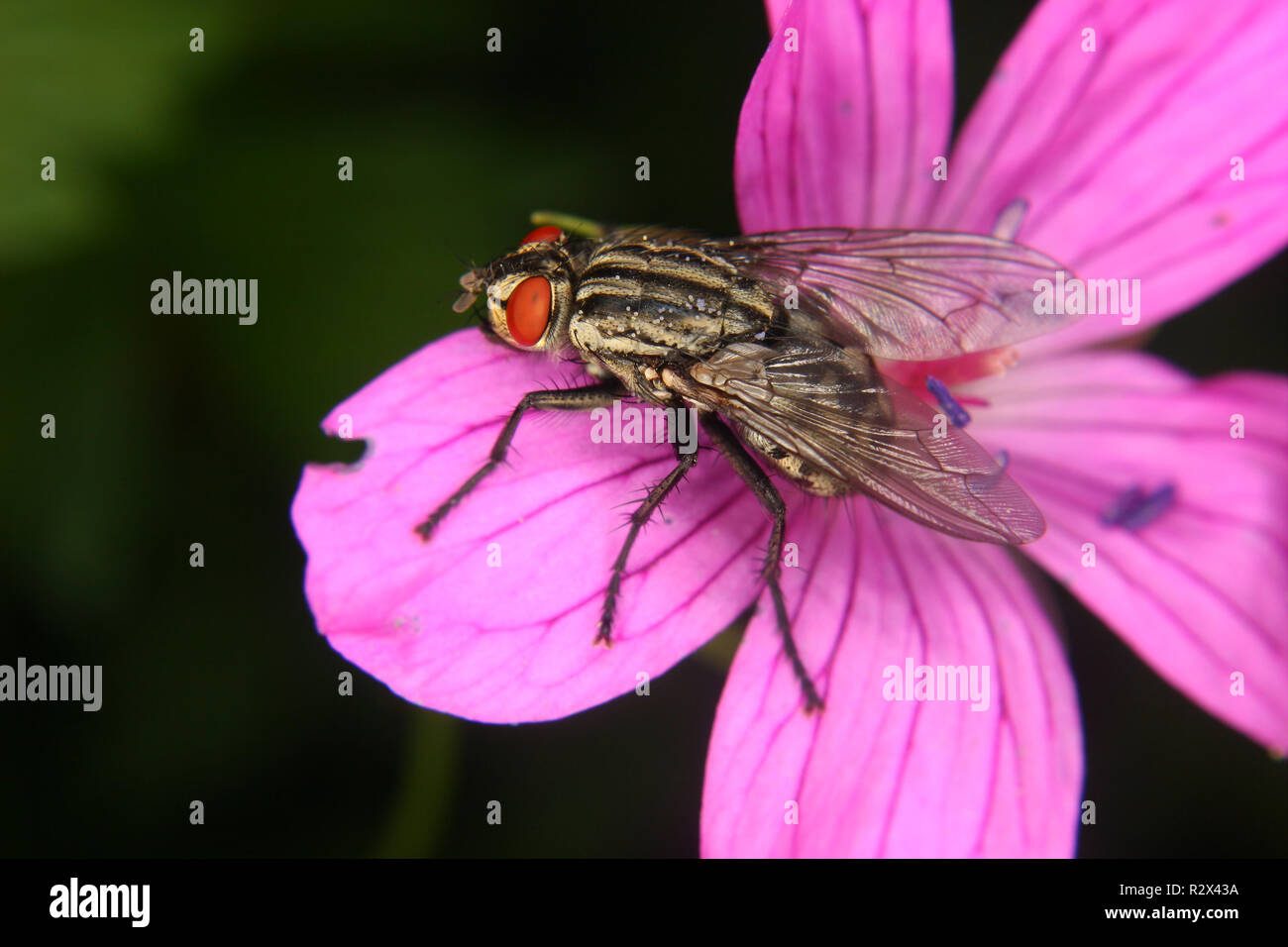 Mosca carnaria (calliphoridae) Foto Stock