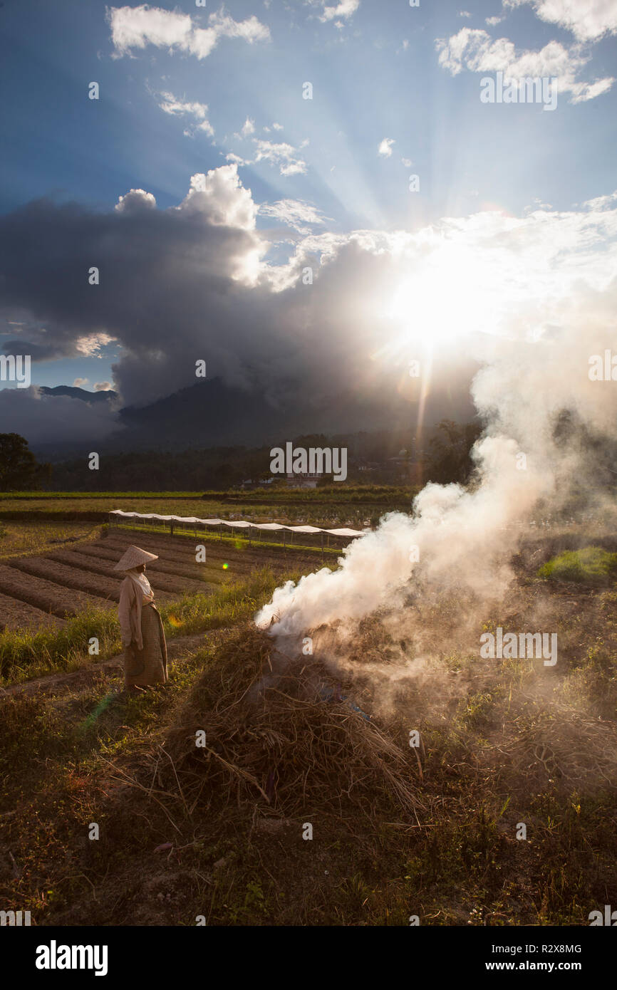 Agricoltore bruciando nelle risaie del West Sumatra, Indonesia. Foto Stock