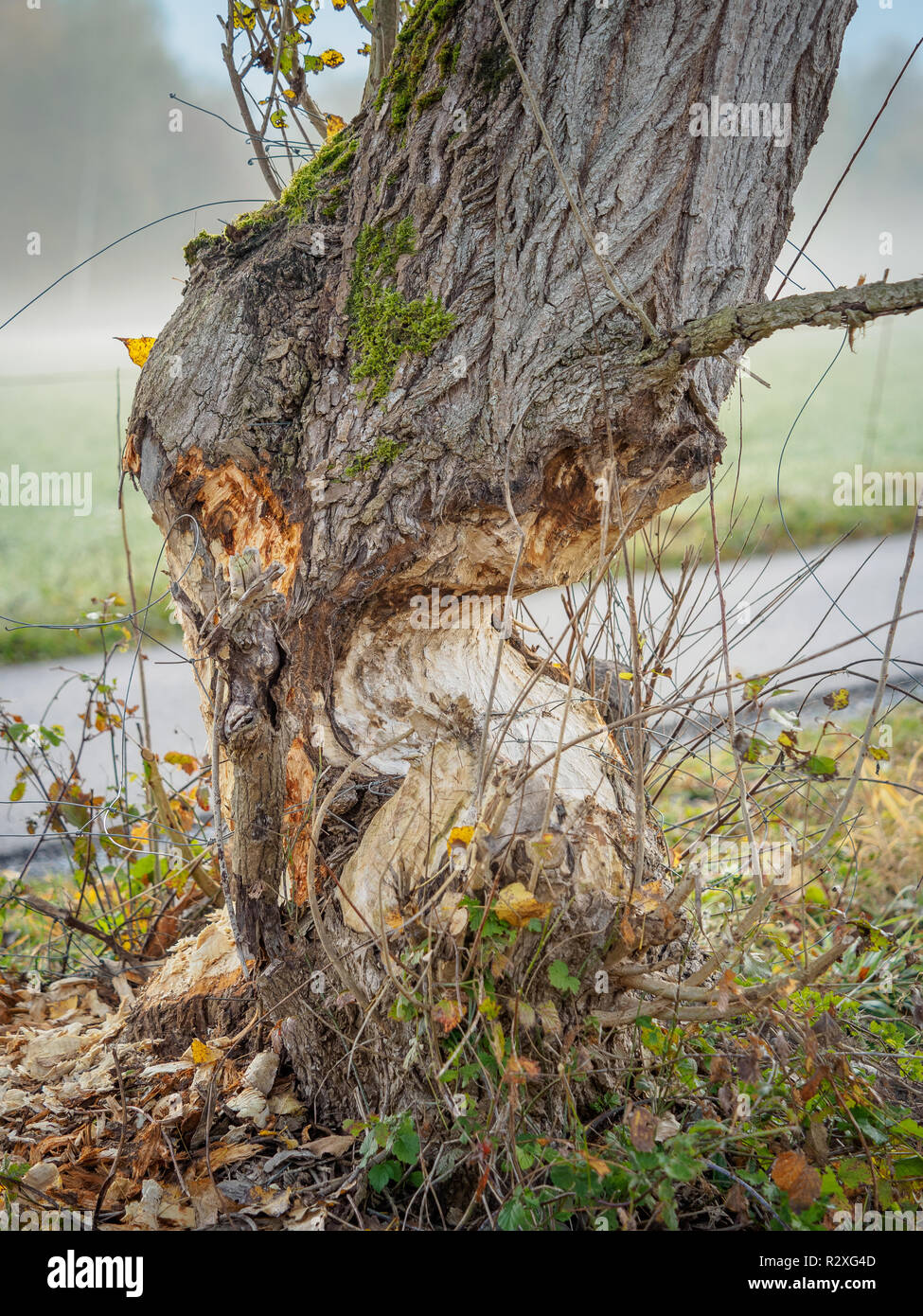 Albero con segni di morsi di un castoro in Baviera, Germania Foto Stock