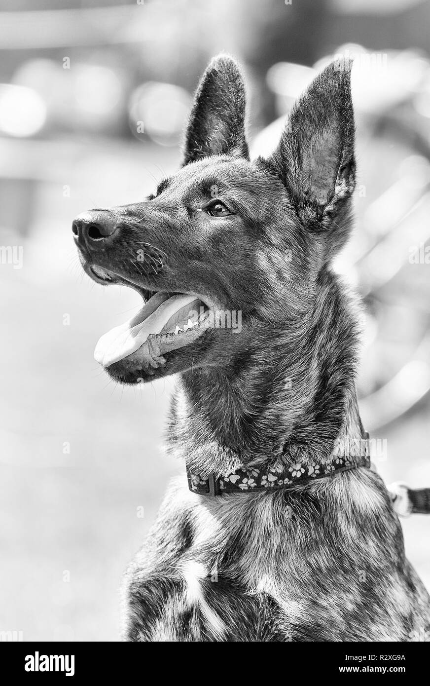 Un belga cane pastore è seduto in un parco Foto Stock