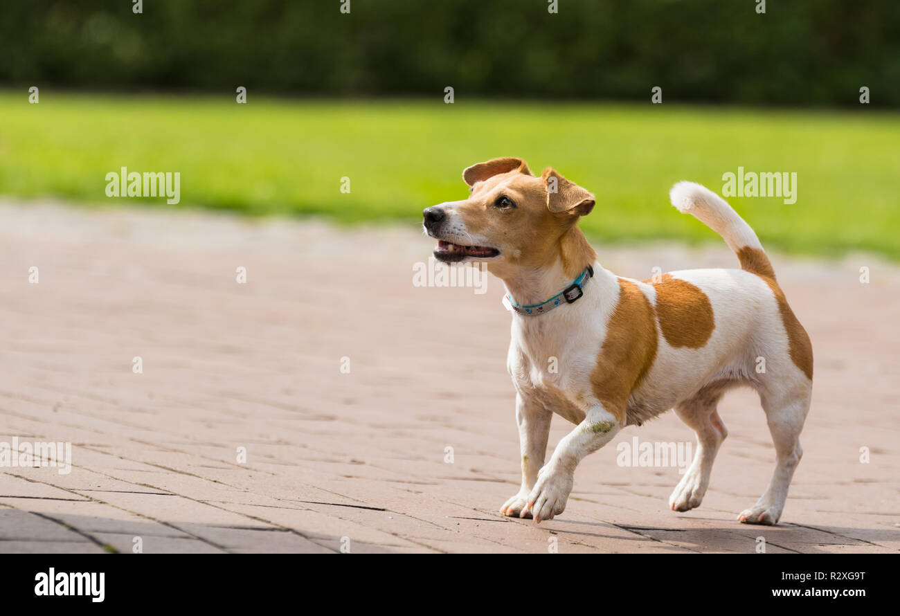 Un jack russel terrier giocando Foto Stock Un jack russel terrier giocando Foto Stock