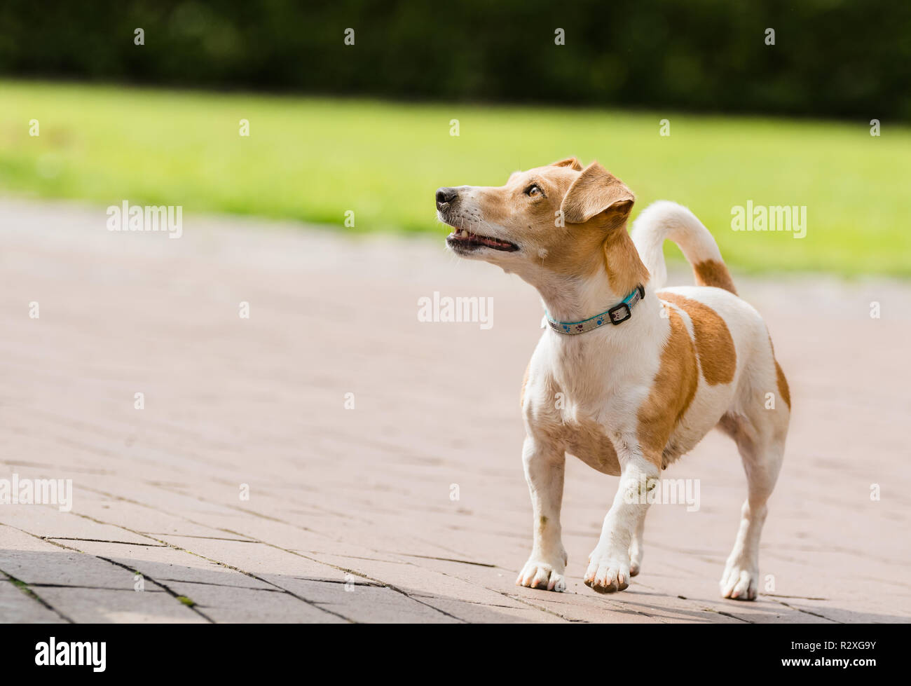 Un jack russel terrier giocando Foto Stock Un jack russel terrier giocando Foto Stock