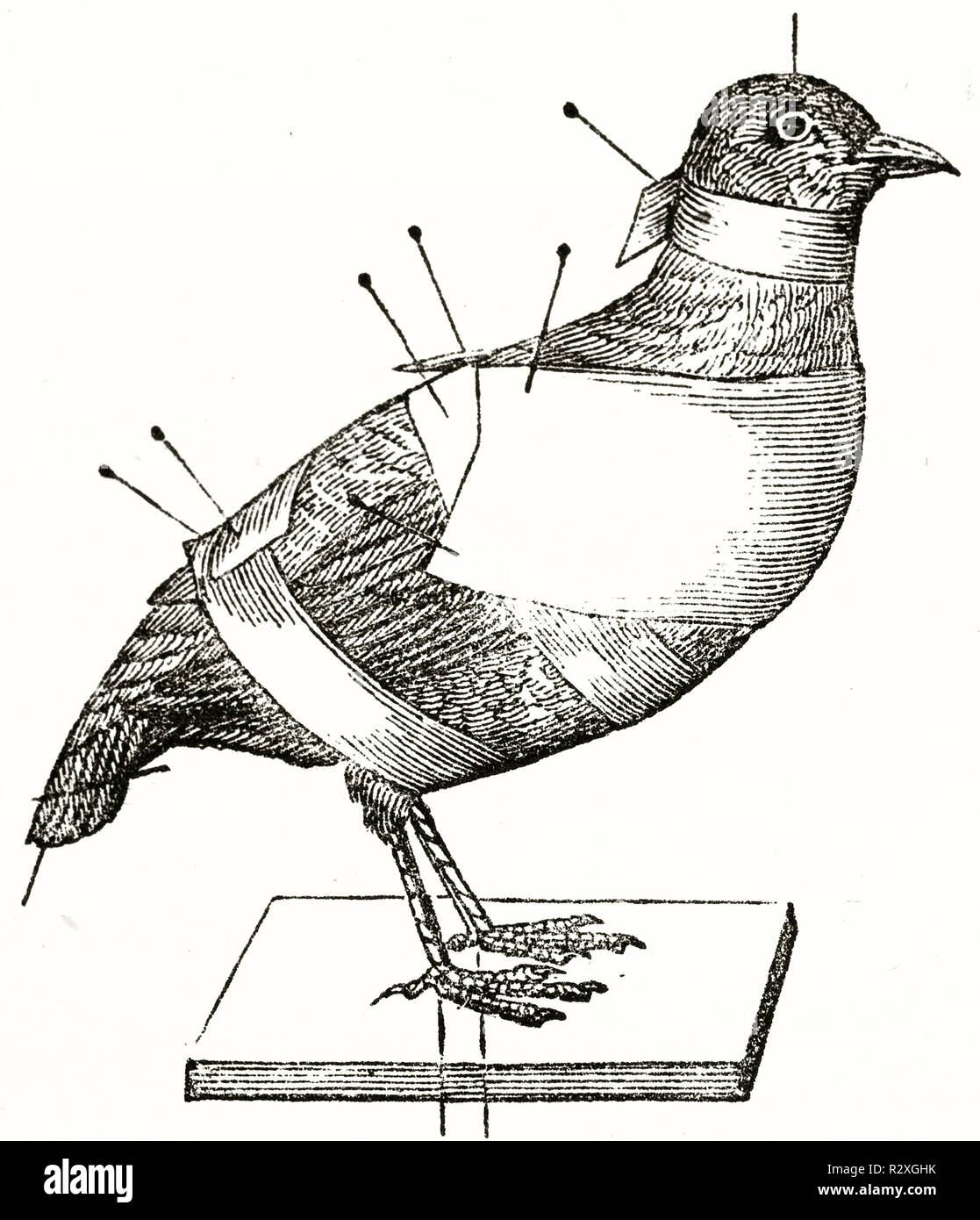 Vecchia illustrazione di un uccello in procedura di tassidermia: ripiene e bloccato con i perni. Da autore non identificato, publ. su Magasin pittoresco, Parigi, 1846 Foto Stock