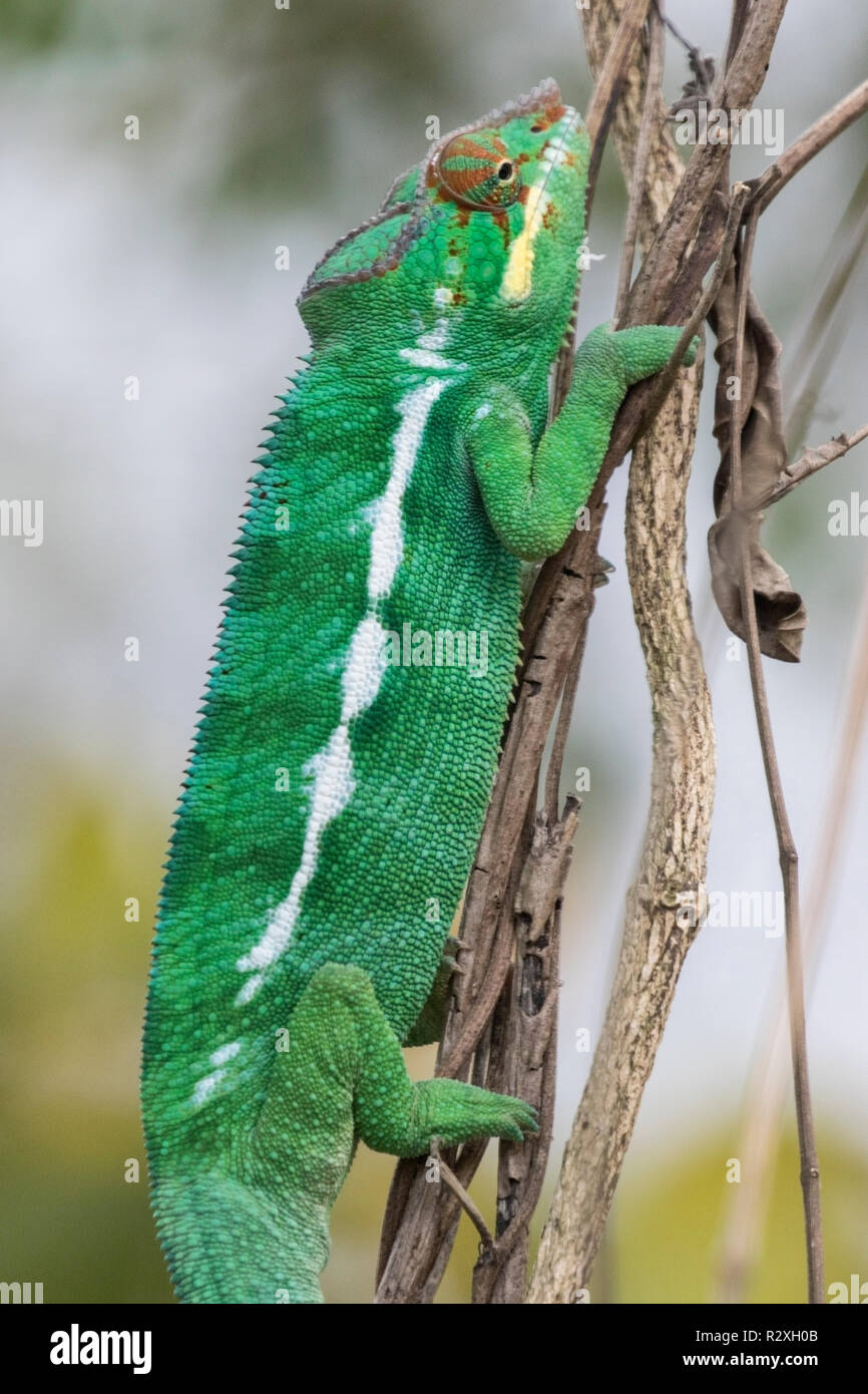 Panther chameleon Furcifer pardalis maschio adulto sulla vegetazione, Madagascar Foto Stock