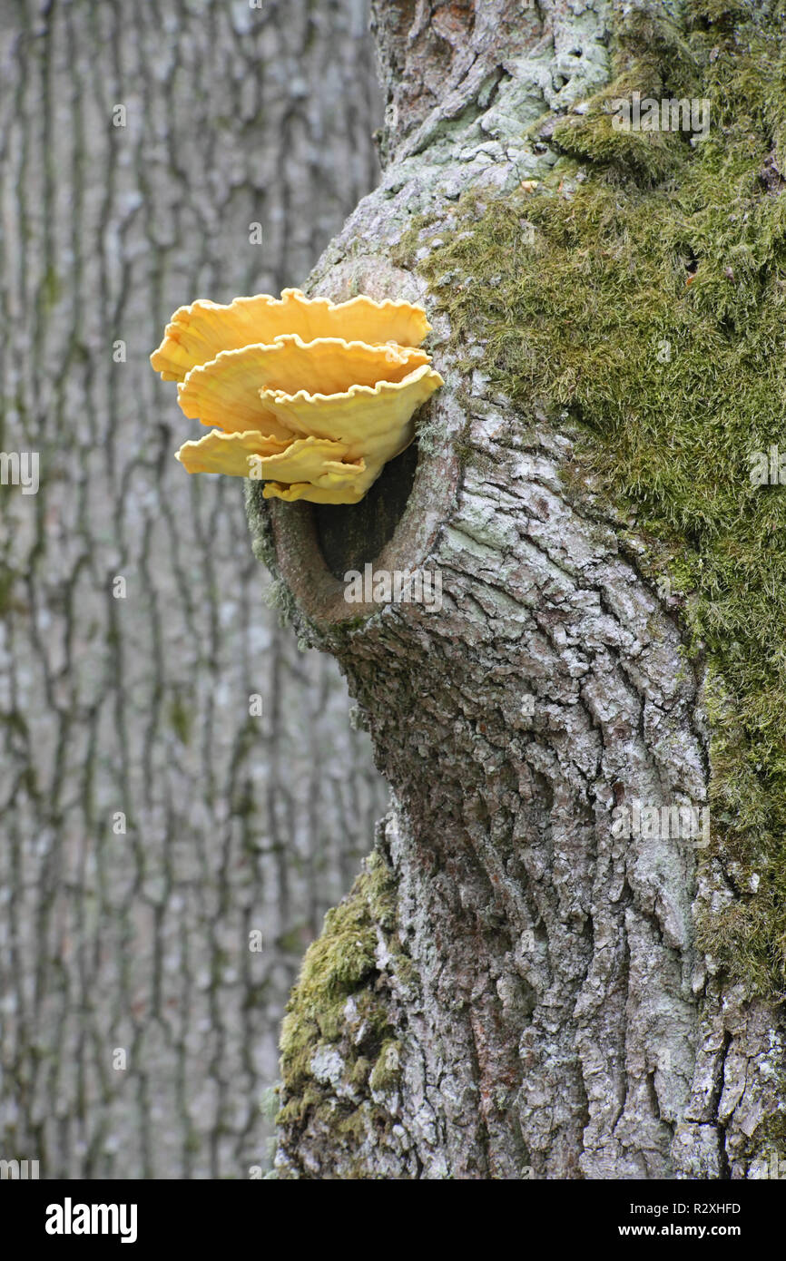 Crab-di-il-woods, chiamato anche polypore zolfo e zolfo ripiano Foto Stock