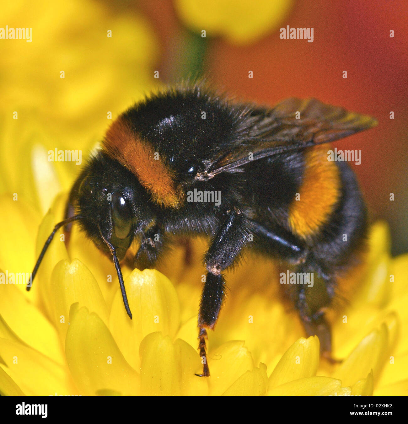 Questo è il giardino Bumble Bee (Bombus hortorum) raccogliendo il nettare nelle prime ore del mattino di sole. Foto Stock