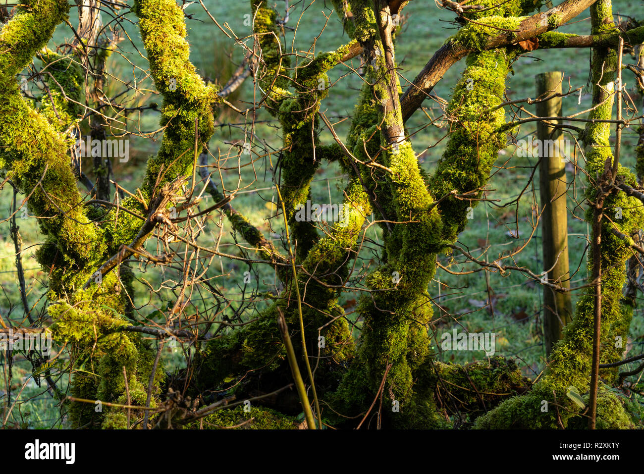 Penmachno, Parco Nazionale di Snowdonia, Wales, Regno Unito Foto Stock