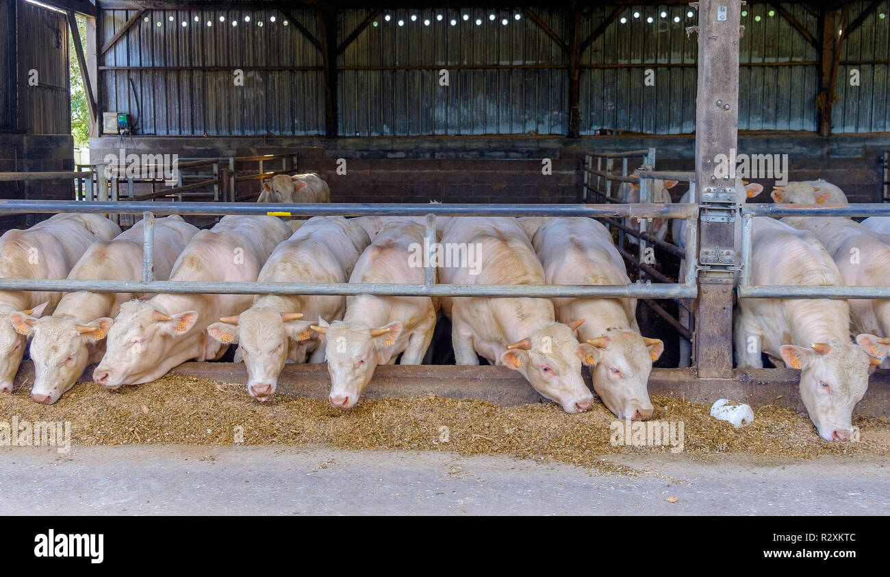 Castrati giovani tori (manzi) in una stalla nutrimento di fieno e insilato, bovini Charolais, Mayenne Francia Foto Stock