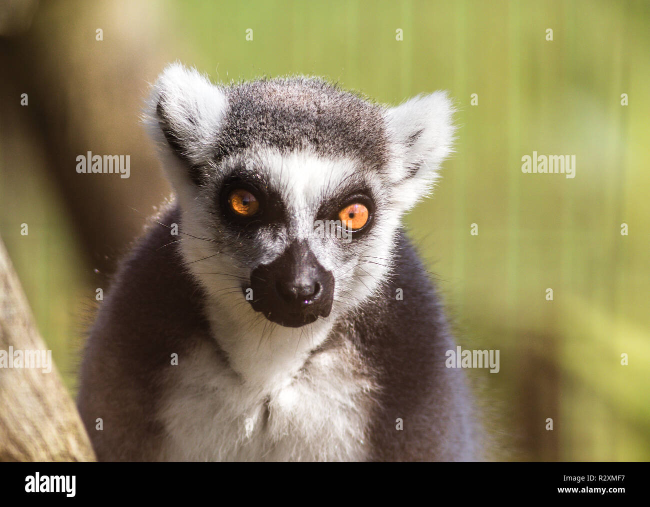 Lemure Ring-Tailed, Lemuroidea, ha grandi occhi dorati, closeup ritratto Foto Stock