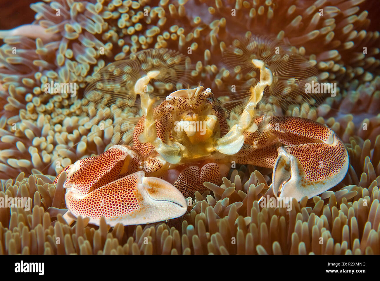 Avvistato granchio porcellana (Neopetrolisthes maculatus) su un Haddons anemone marittimo (Sticodactila haddoni), simbiosi, Tofo isola, Mozambico Foto Stock
