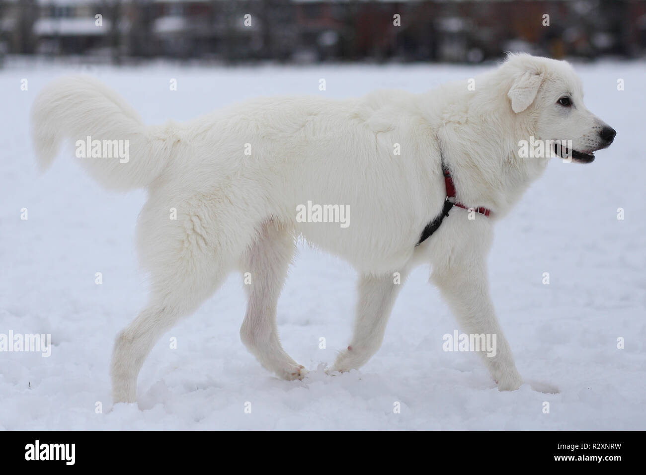 7 mesi di età grande Pirenei mix nella neve. Foto Stock