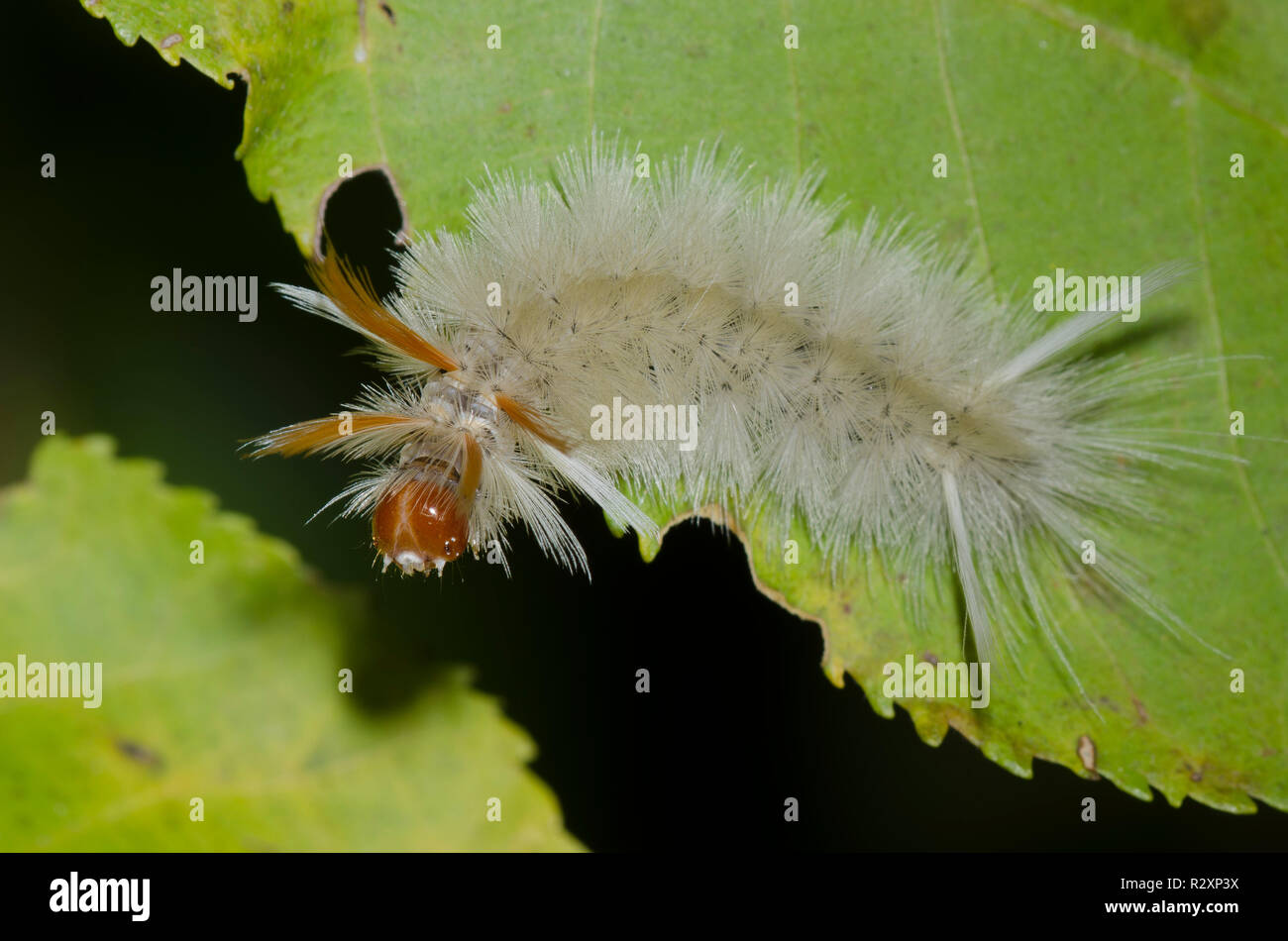 Sycamore Tussock Moth, Halysidota harrisii, caterpillar Foto Stock