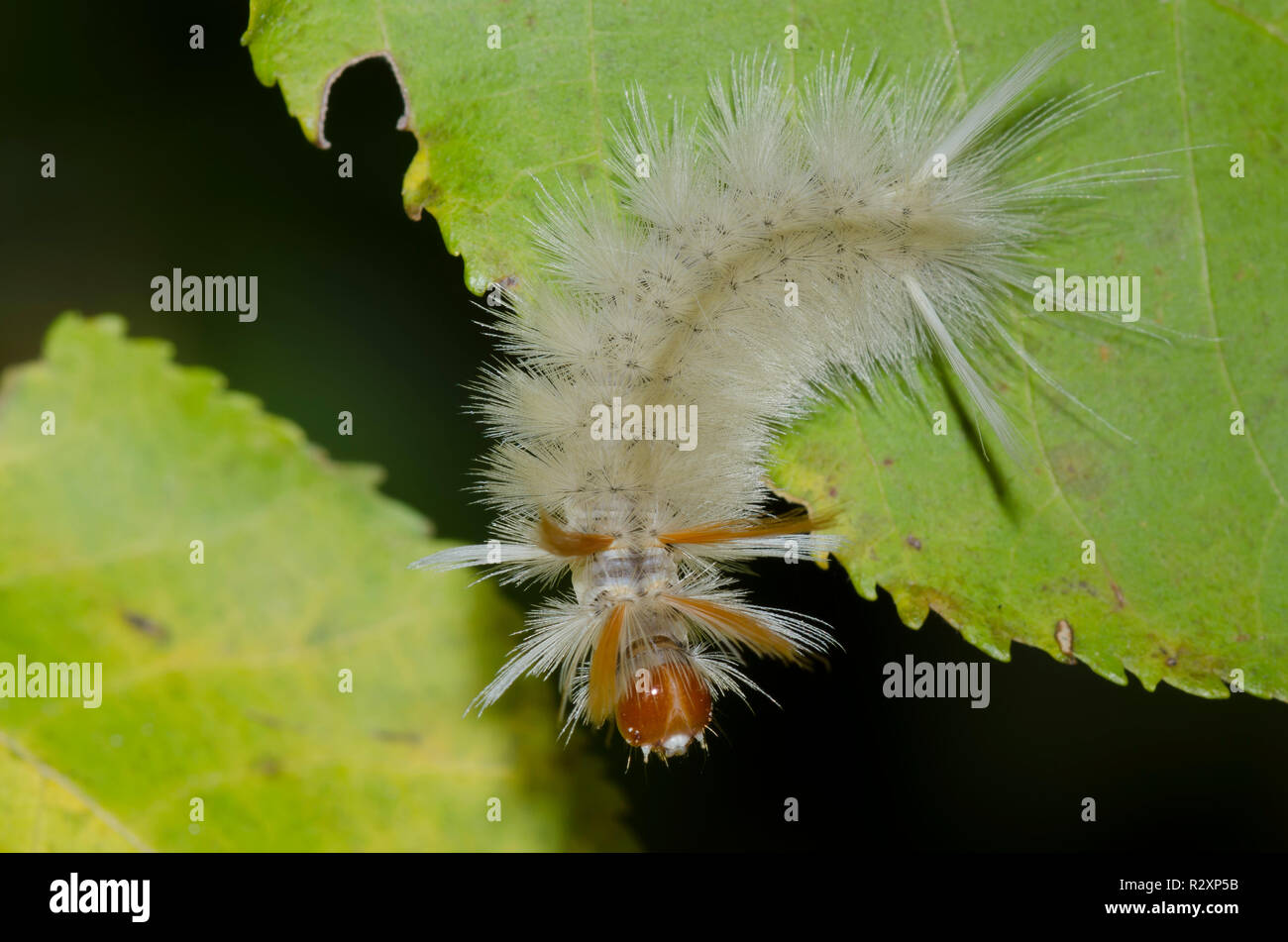 Sycamore Tussock Moth, Halysidota harrisii, caterpillar Foto Stock
