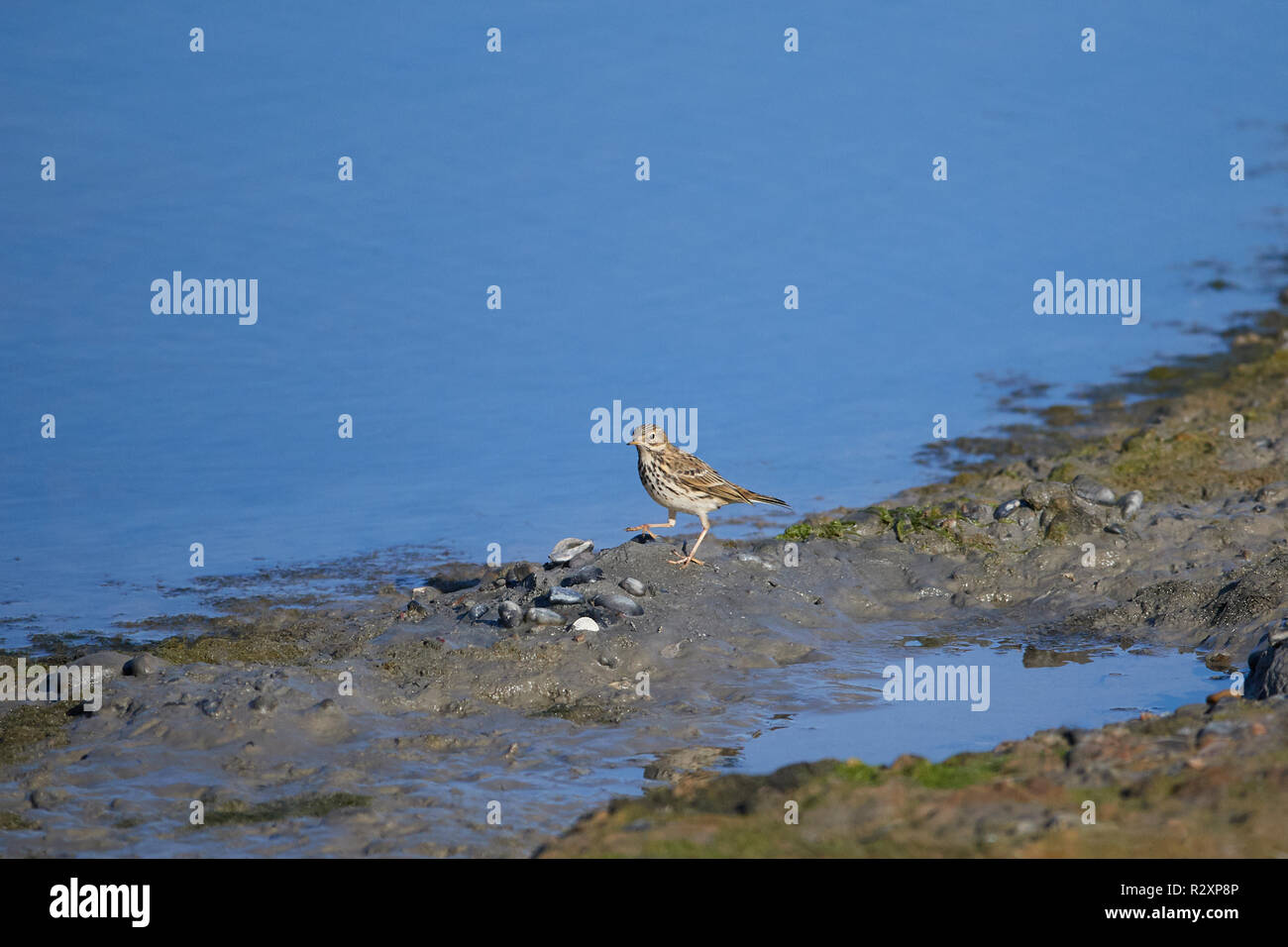 Un Rock Pipit (Anthus Petrosus) camminando lungo la costa tra le rocce cercando il suo prossimo pasto, England, Regno Unito Foto Stock
