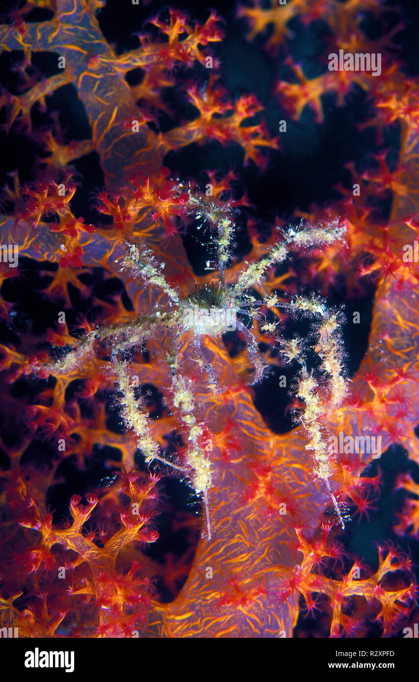 Spinosa grancevola (Achaeus spinosus), su un soft coral (Alcyonacea), Marsa Alam, Egitto Foto Stock
