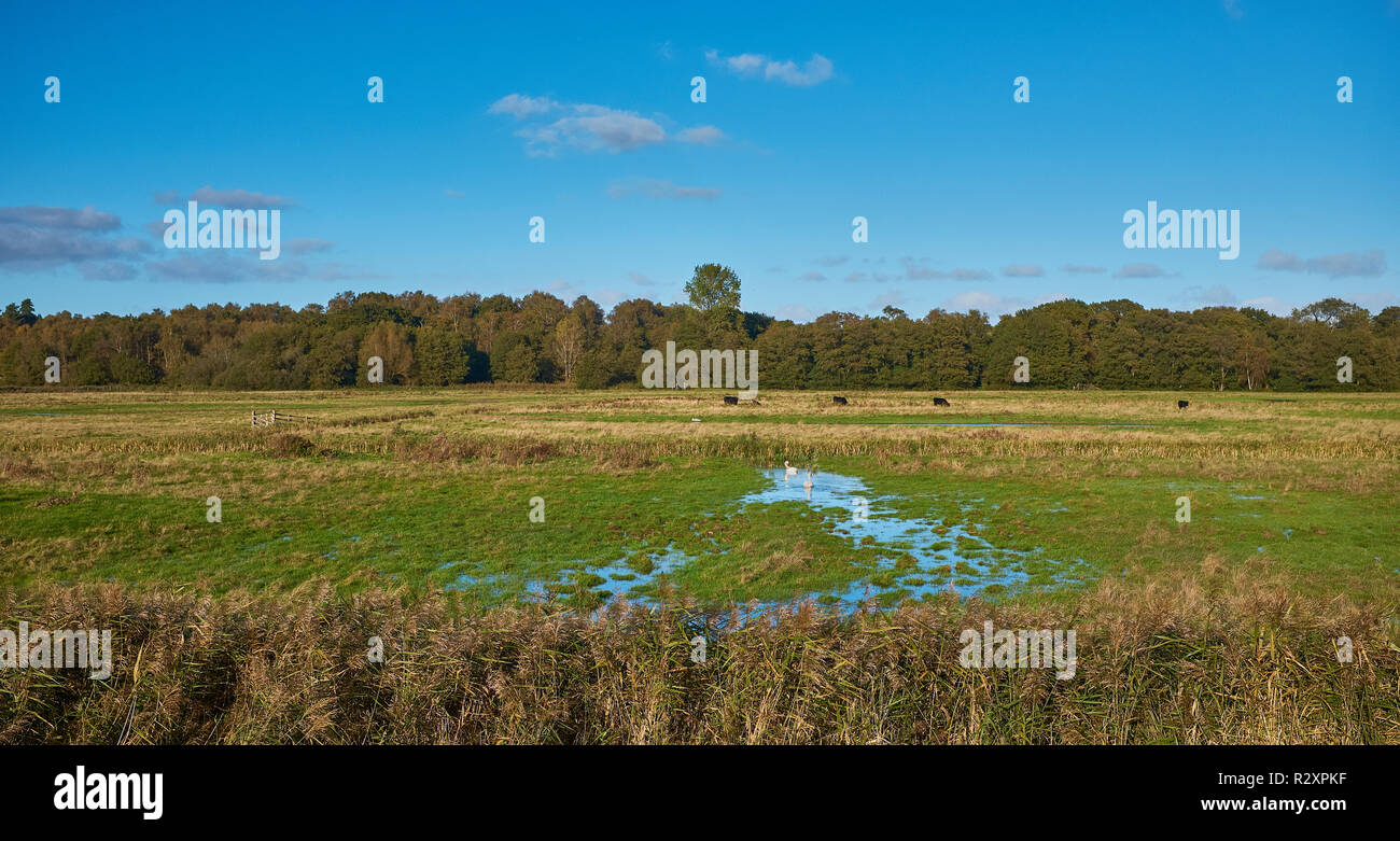 Un campo con alberi in background che è parzialmente allagata dopo una grande quantità di pioggia in Norfolk, Inghilterra, Regno Unito Foto Stock