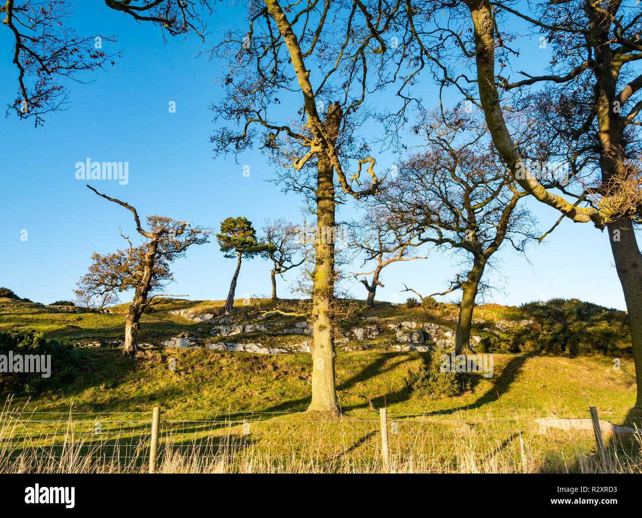 Kaeheughs hill fort su Barney Hill, Garleton ridge con alberi di quercia sulla giornata di sole, East Lothian, Scozia, Regno Unito Foto Stock