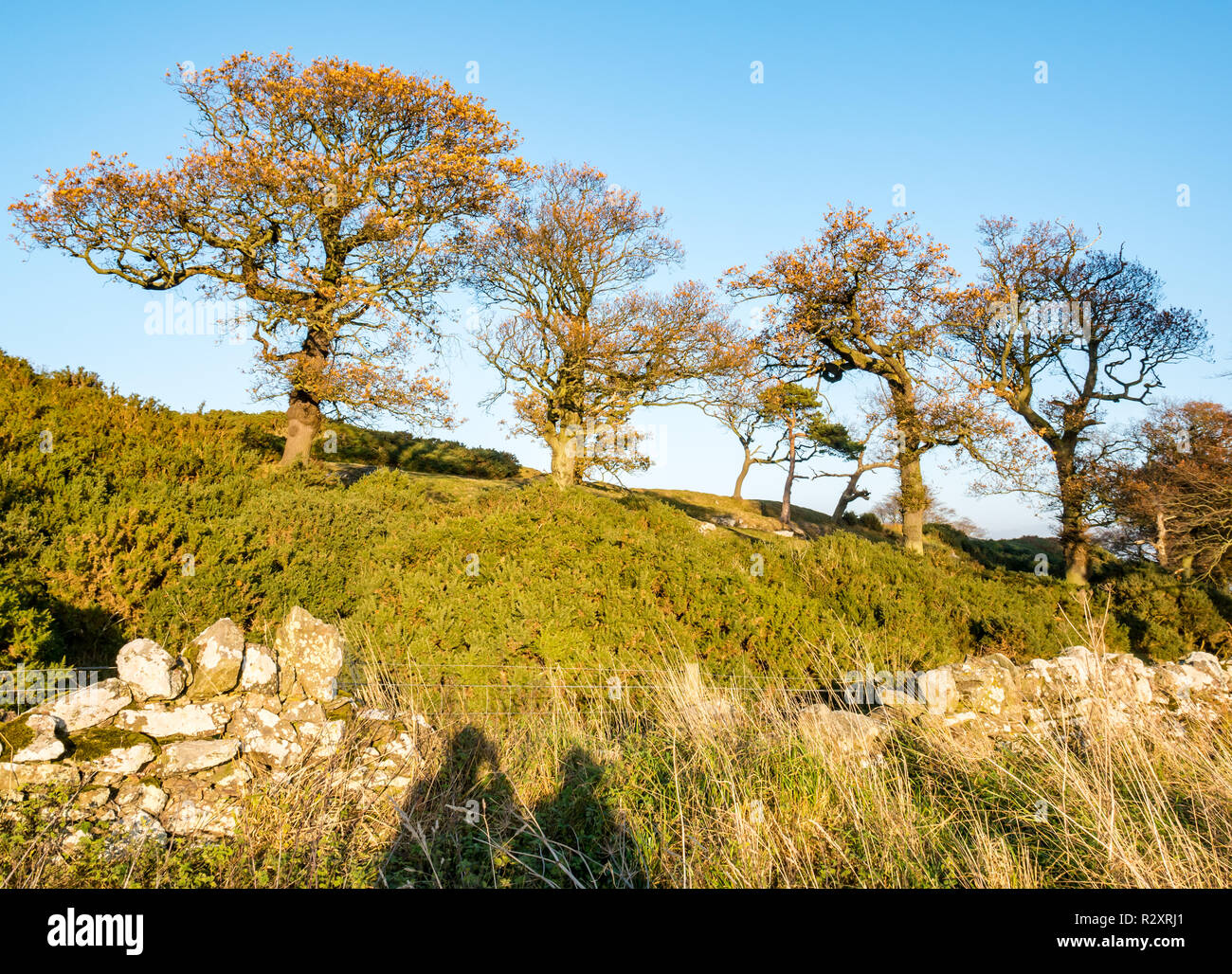 Kaeheughs hill fort su Barney Hill, Garleton ridge con alberi di quercia sulla giornata di sole, East Lothian, Scozia, Regno Unito Foto Stock