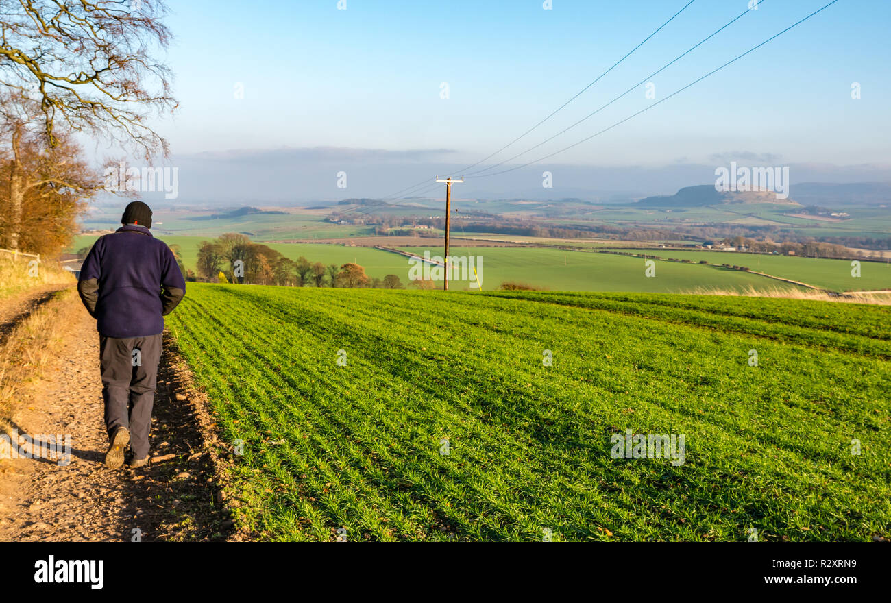Vecchio uomo a camminare sul marciapiede sul bordo di campo sulla soleggiata giornata autunnale con vista di Traprain Law, Garleton colline, East Lothian, Scozia, Regno Unito Foto Stock