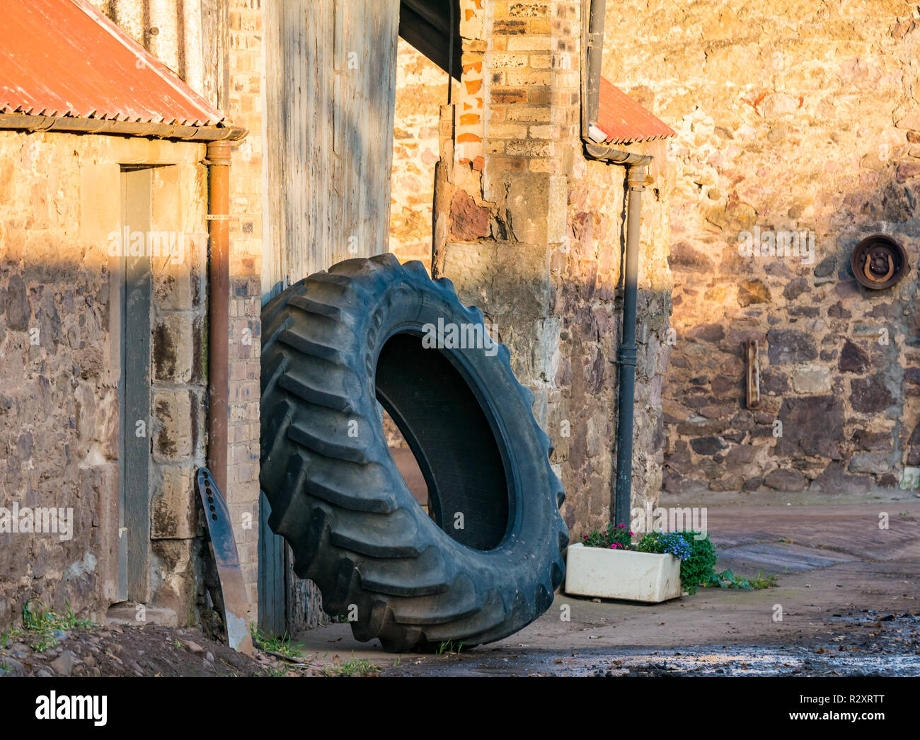 Enorme pneumatico del trattore puntellato contro la parete di un edificio rustico nel cortile di una fattoria, East Lothian, Scozia, Regno Unito Foto Stock