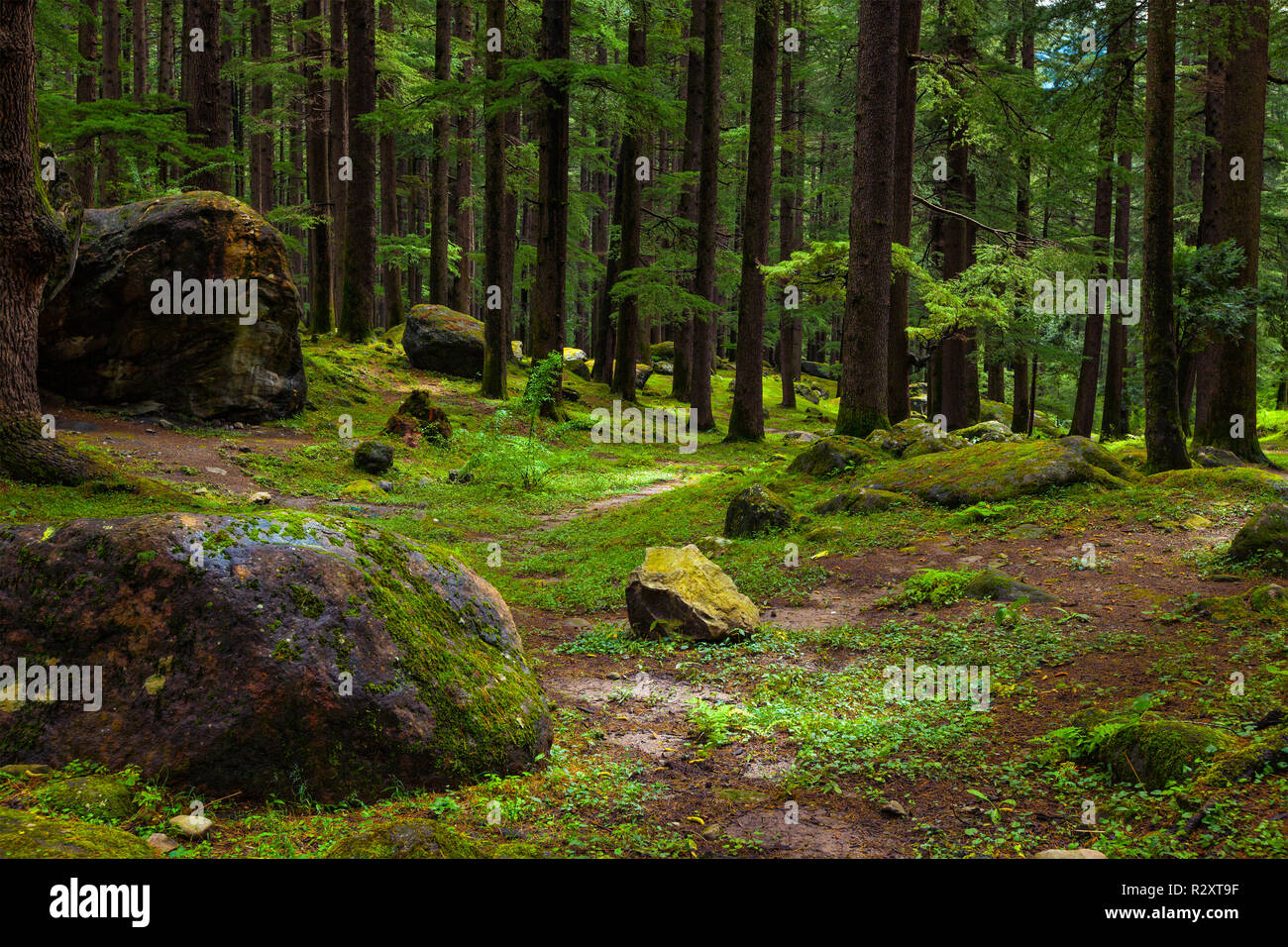 Pineta con rocce e verde muschio Foto Stock