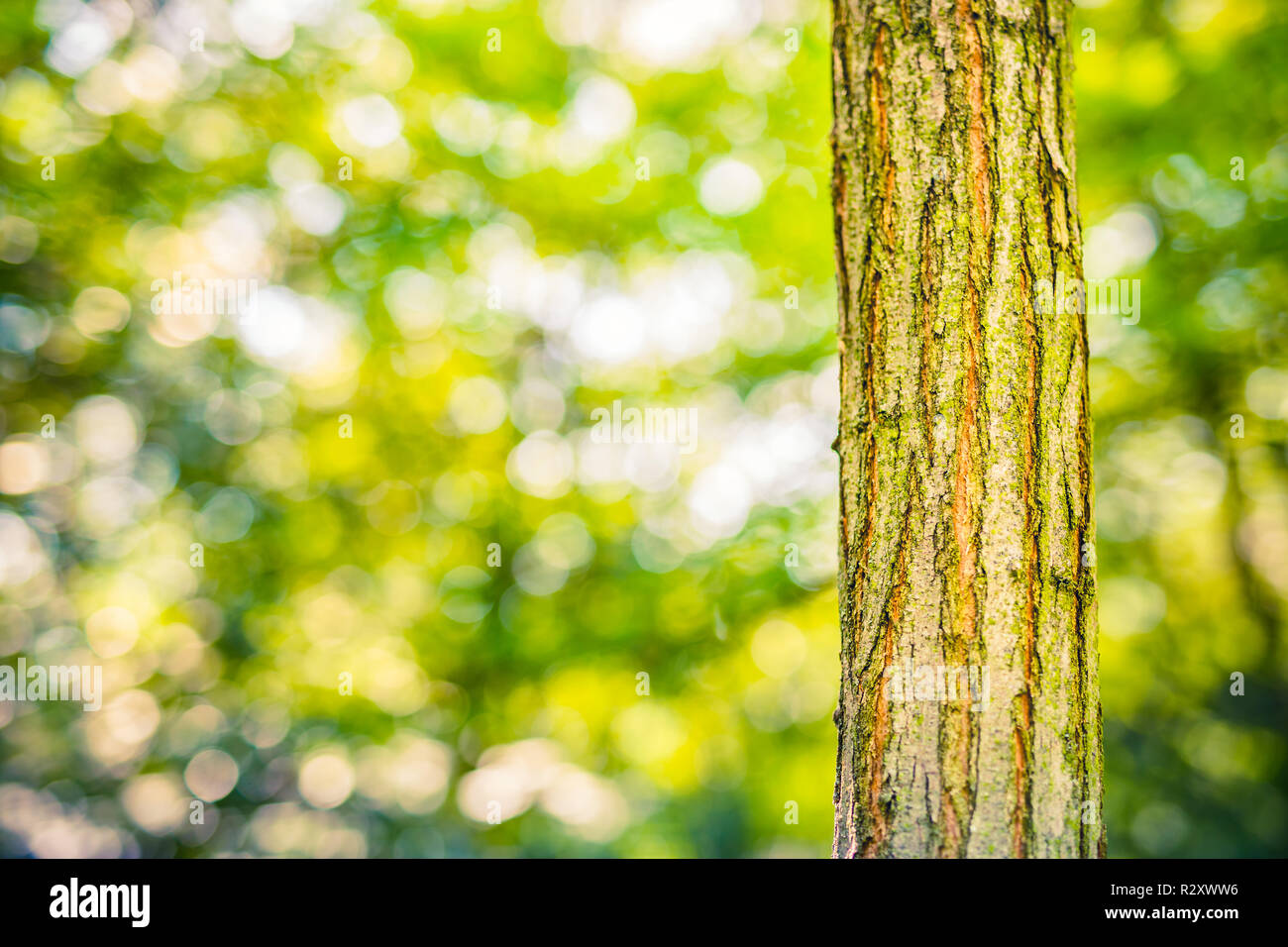 Fresco verde naturale legno texture, struttura albero bokeh verde sulla natura astratta sfocatura sfondo verde bokeh. Modello naturalistico artistico e astratto Foto Stock