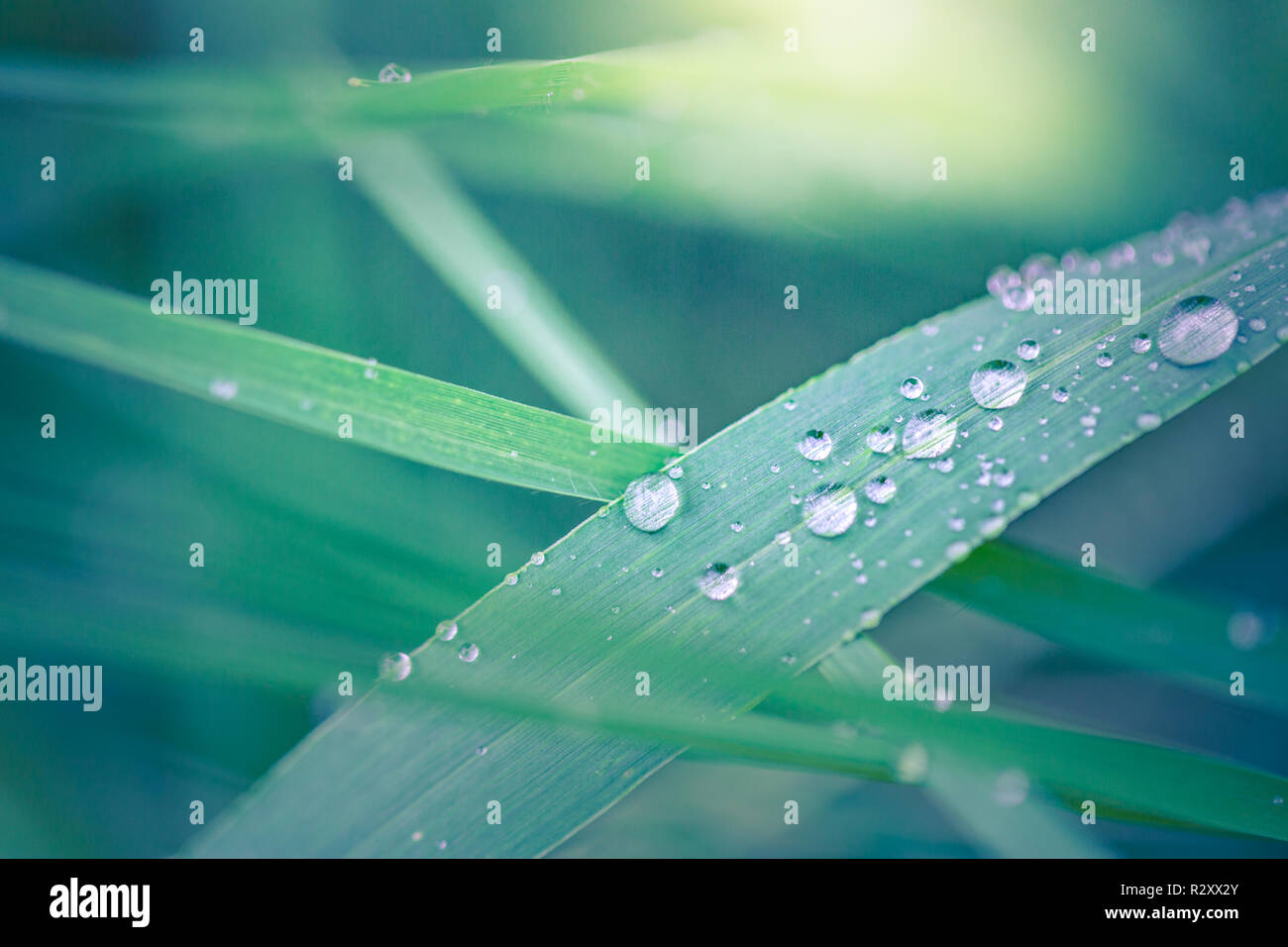 Goccioline d'acqua brillano alla luce del sole su una lama d'erba in natura in primavera in primo piano. Erba in mattinata rugiada macro, spazio libero per il testo. Foto Stock