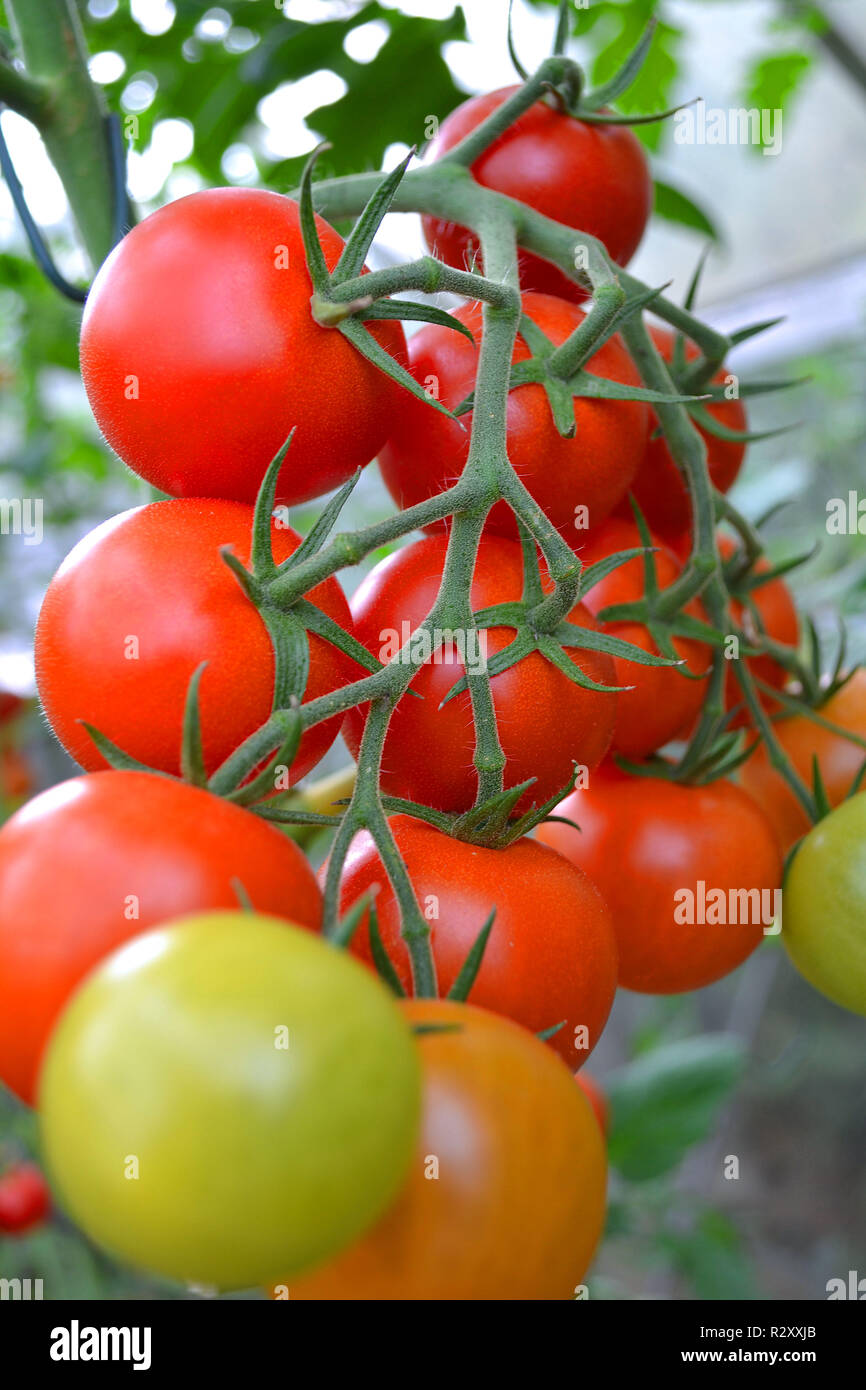 Stock di pomodori Foto Stock