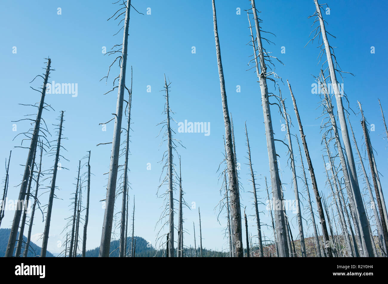 Fire alberi danneggiati nella foresta dei norreni Peak Fire, vicino il Parco Nazionale del Monte Rainier, Washington Foto Stock