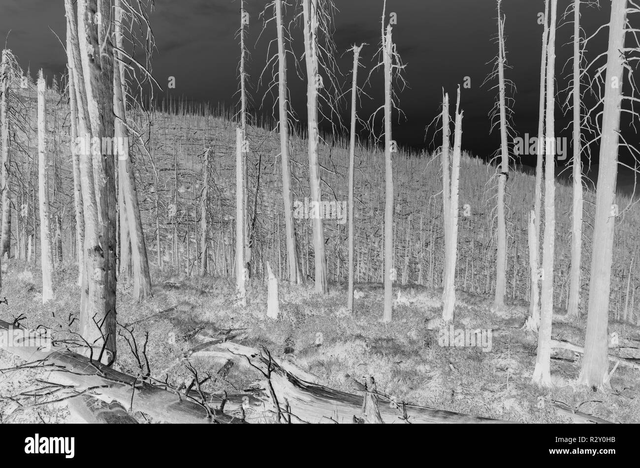 Bianco e nero immagine invertita dei norreni Peak Forest Fire alberi danneggiati, basso angolo di visione, vicino il Parco Nazionale del Monte Rainier sul Pacifico Crest Trai Foto Stock