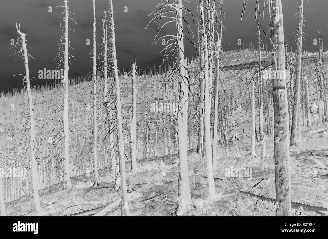 Bianco e nero immagine invertita dei norreni Peak Forest Fire alberi danneggiati, basso angolo di visione, vicino il Parco Nazionale del Monte Rainier sul Pacifico Crest Trai Foto Stock