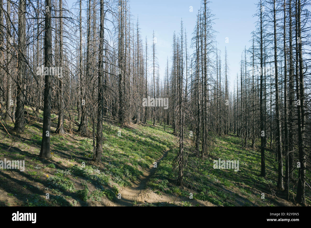 Fire alberi danneggiati nella foresta dei norreni Peak Fire, vicino il Parco Nazionale del Monte Rainier, Washington Foto Stock