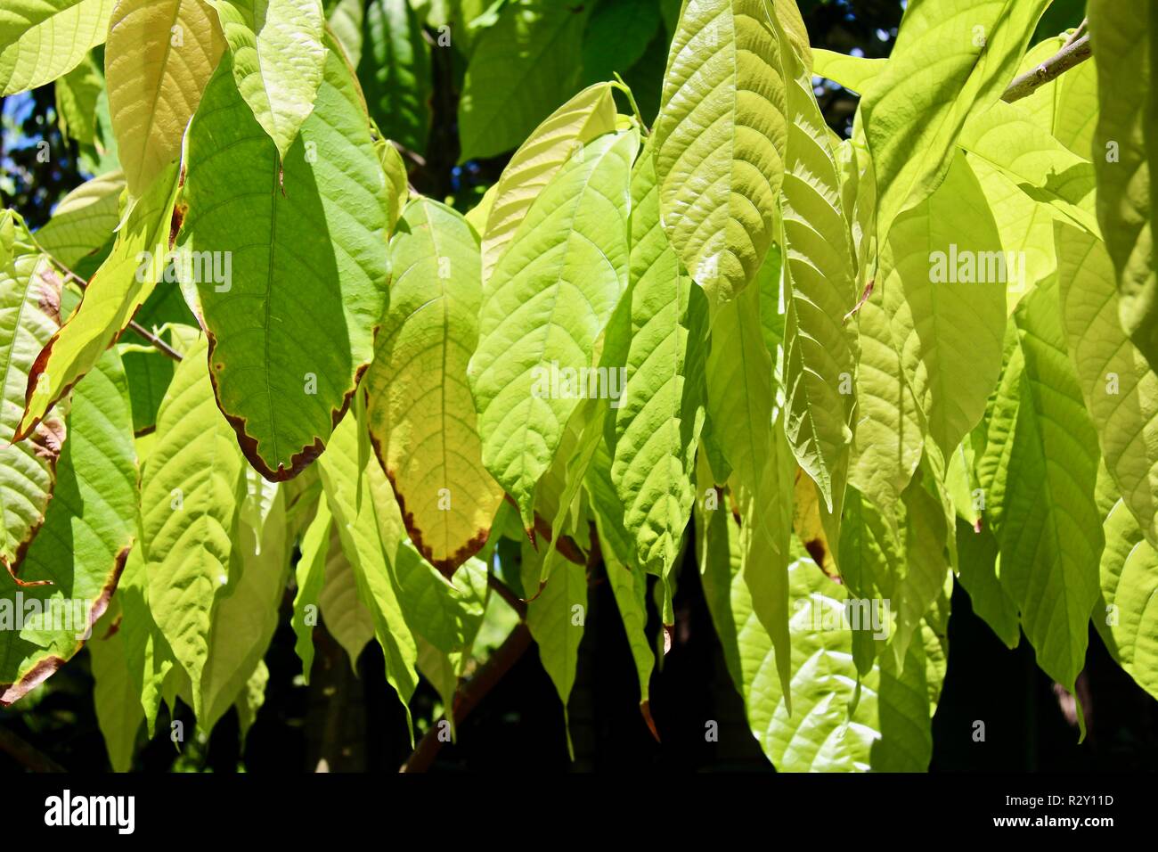Nuova luce verde foglie di Cacao appesi al sole Foto Stock